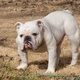 The classic wide stance of the English Bulldog (Photo: Av3553/Wikimedia Commons)